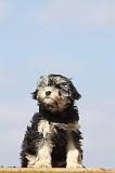 PETIT CHIEN LION 173